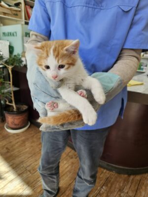 2023년 11월 22일 유기된 고양이 정보.
