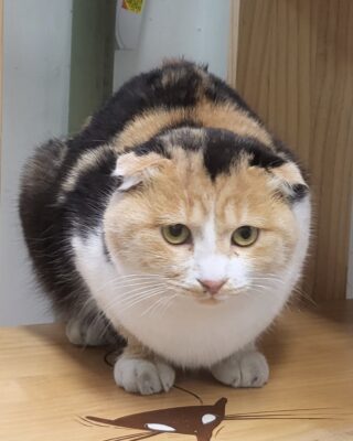 2023년 11월 30일 유기된 고양이 정보입니다.