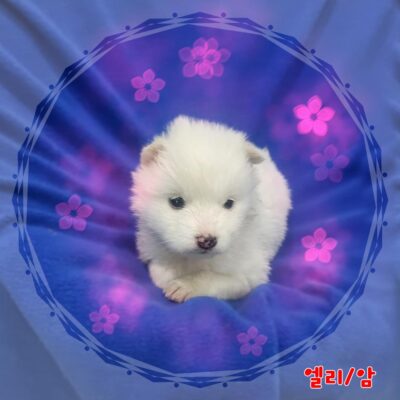 2023년 12월 05일 유기된 강아지 정보안내.