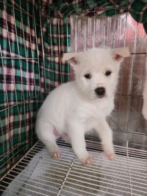 2023년 12월 06일 유기된 강아지 정보입니다.