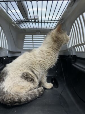 2024년 03월 26일 유기된 고양이 정보.