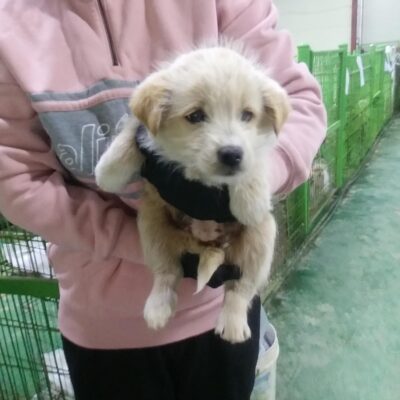 인천수의사회유기동물에서 보호중인 유기된 강아지소개합니다.