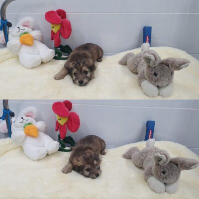 경주동물사랑보호센터에서 보호중인 유기된 강아지안내합니다.