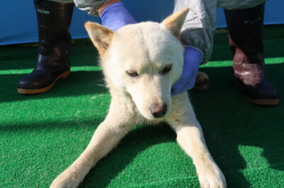 제주 동물보호센터에서 보호하고 있는 유기된 강아지안내드립니다.
