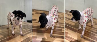 2024년 05월 03일 유기된 강아지 정보.