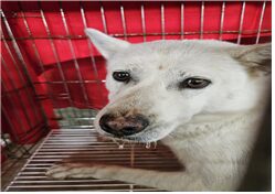 2024년 05월 14일 유기된 강아지 정보.