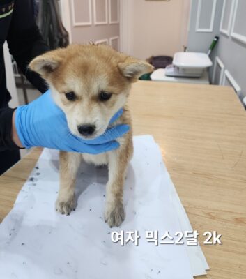 옥천동물병원에서 보호중인 유기된 강아지정보.