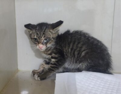 2024년 06월 28일 유기된 고양이 정보입니다.