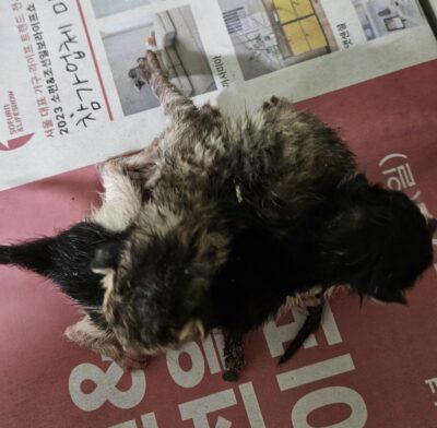 대구유기동물보호협회에서 보호하고 있는 유기된 고양이정보.