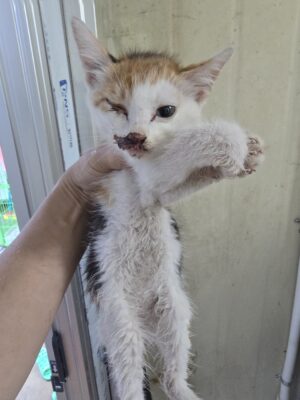 2024년 07월 21일 유기된 고양이 정보입니다.