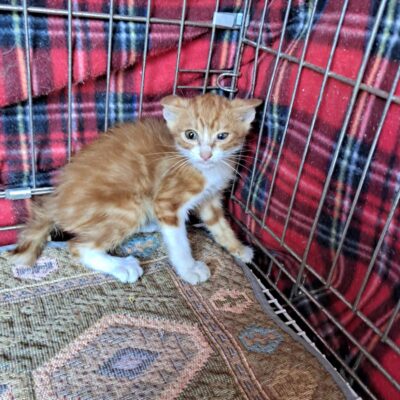 2024년 09월 06일 유기된 고양이 정보안내.