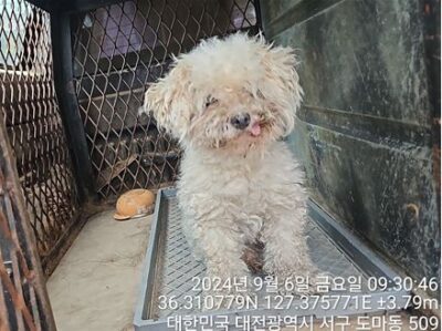 2024년 09월 07일 유기된 강아지 정보.