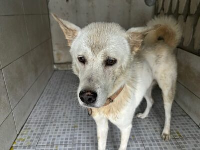 광주 동물보호소에서 보호중인 유기된 강아지소개합니다.