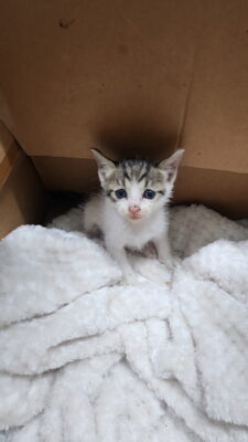 2024년 09월 25일 유기된 고양이 정보안내.