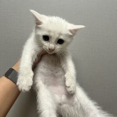동부유기동물보호협회에서 보호중인 유기된 고양이정보.