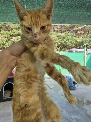 2024년 11월 06일 유기된 고양이 정보입니다.