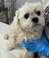 인천광역시수의사회에서 보호하고 있는 유기된 강아지입니다.