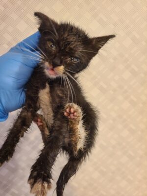 2024년 11월 15일 유기된 고양이 정보.