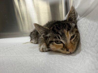 2024년 12월 05일 유기된 고양이 정보안내.
