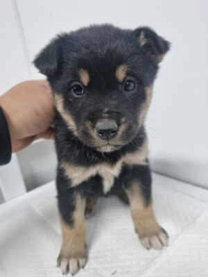 2025년 01월 05일 유기된 강아지 정보안내.
