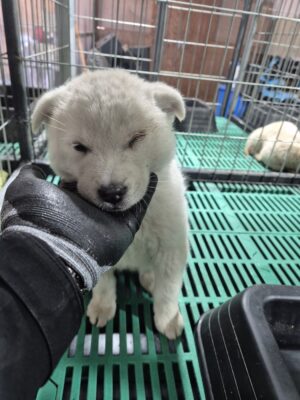 2025년 01월 16일 유기된 강아지 정보.